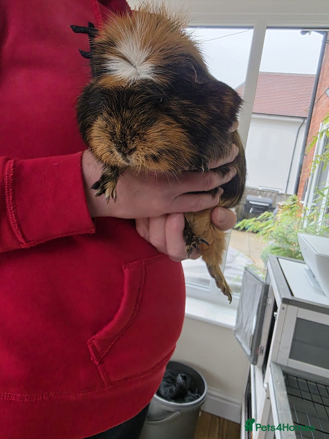 Guinea Pig rodents for sale: Male guinea pigs  - Image 2