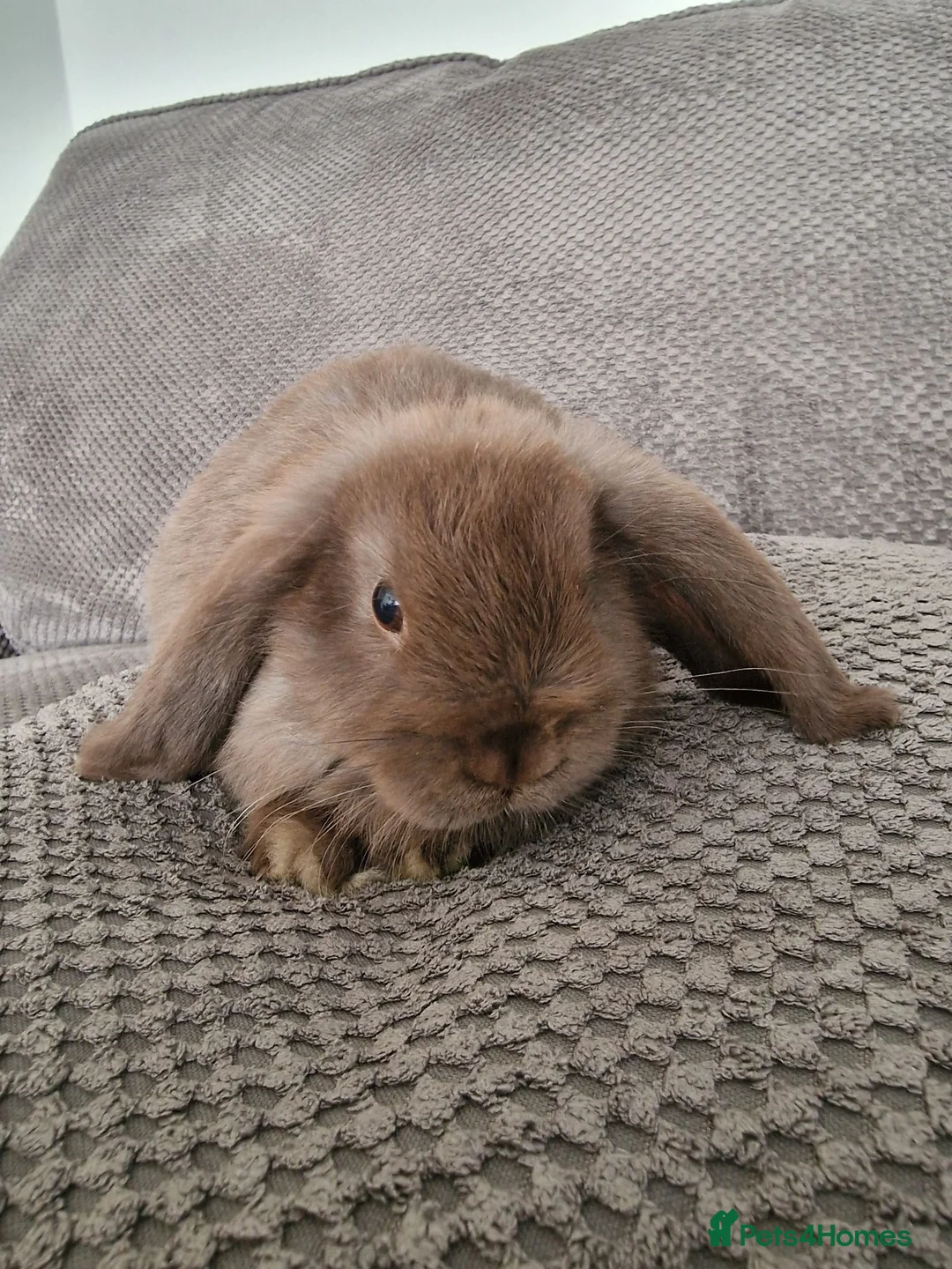 Mini Lop rabbits for sale: Beautiful mini lops baby's  - Advert 13