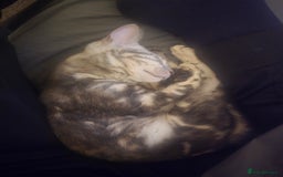 Bengal cats for sale: Bengal Kitten available  - Image 4