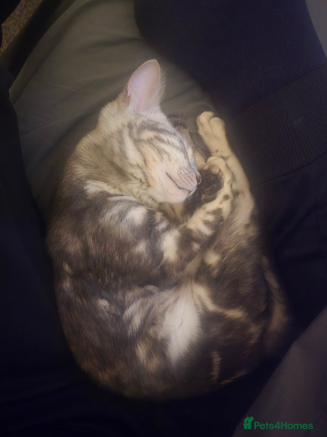 Bengal cats for sale: Bengal Kitten available  - Image 4