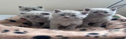 British Shorthair cats for sale: British Shorthair Fluffy Kittens 🐾  - Advert 13