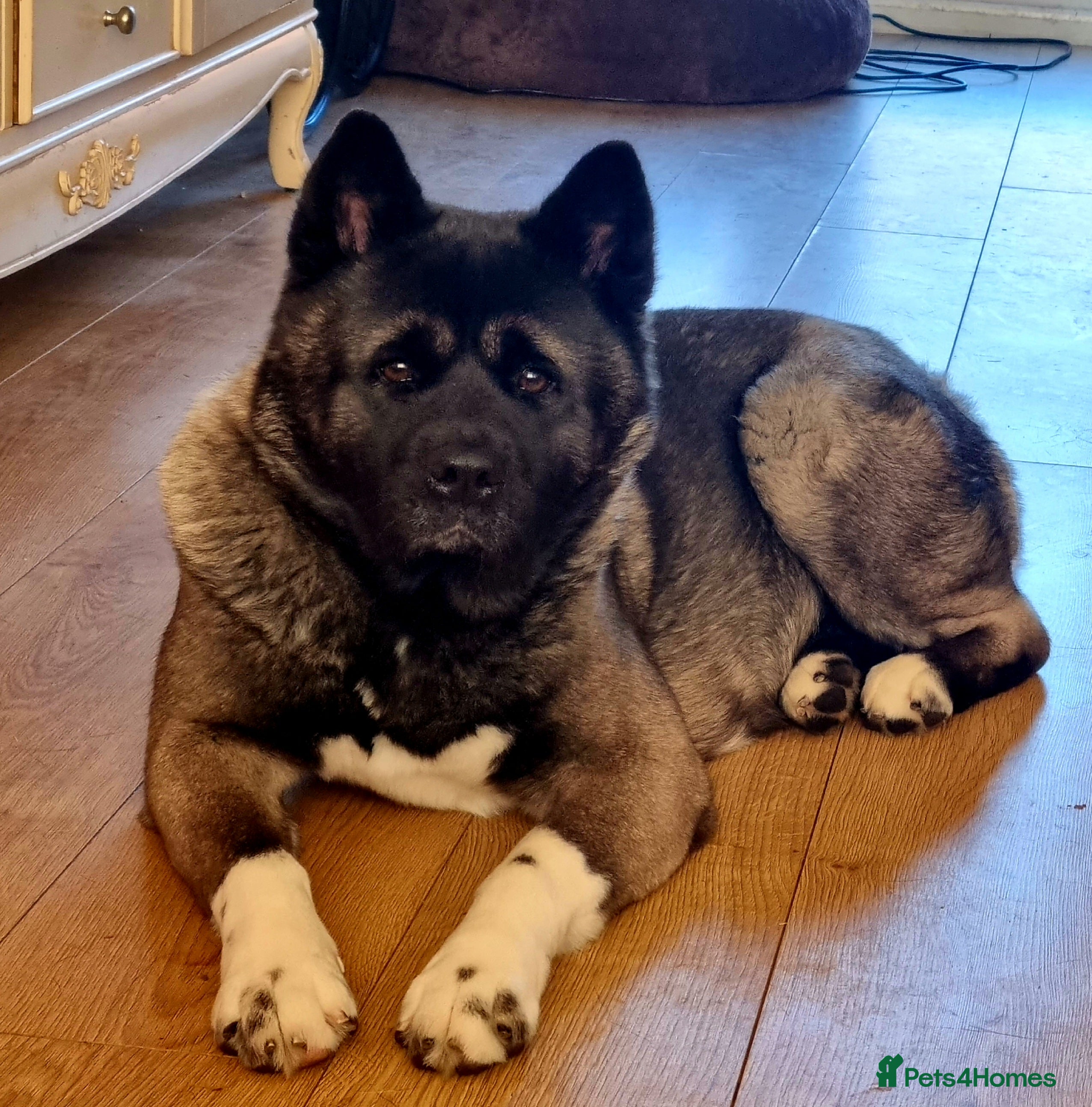 Akita dogs Akita pups ready  - Advert 1