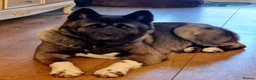 Akita dogs for sale: Akita pups ready  - Advert 1