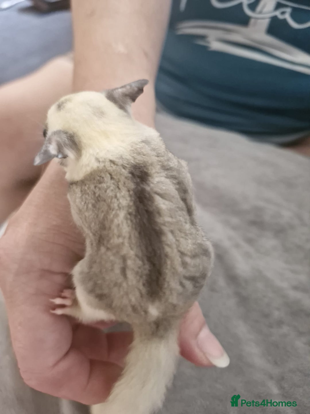 Sugar Glider rodents for sale: Breeding pair of  sugar gliders ready 13th sept   - Image 24