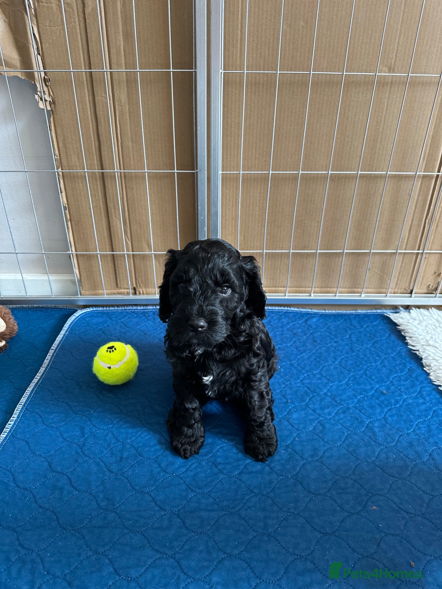 Mixed Breed dogs Sprockerpoo puppies looking for their forever home - Advert 4