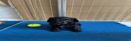 Mixed Breed dogs for sale: Sprockerpoo puppies looking for their forever home - Advert 1