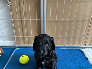 Mixed Breed dogs Sprockerpoo puppies looking for their forever home - Advert 4