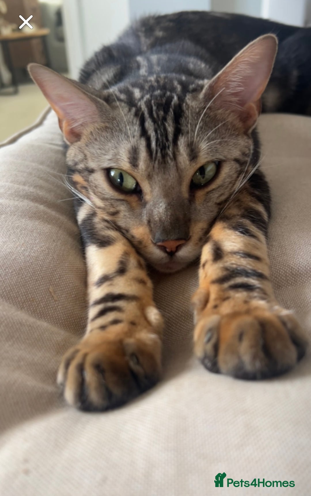 Bengal cats for sale: beautiful marble bengal - Advert 4