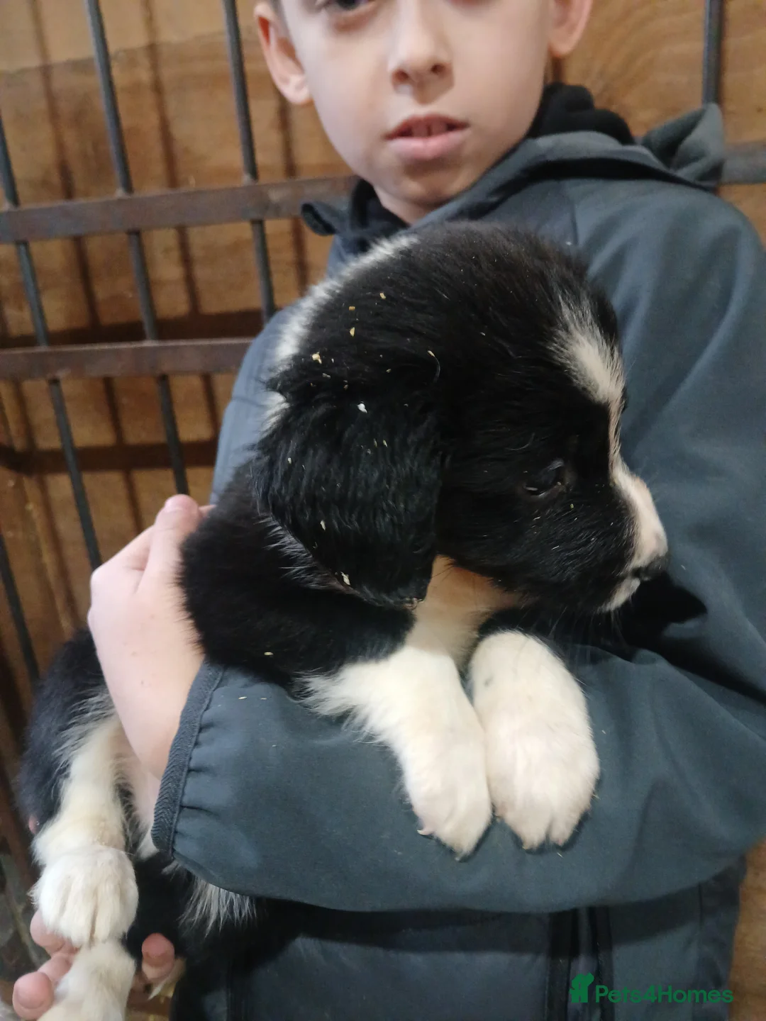 Sprollie dogs for sale: Sprollie Puppies - Advert 10