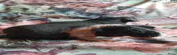 Guinea Pig rodents for sale: Skinny pigs and guinea pig babies - Advert 4