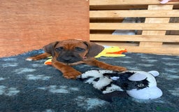 Rhodesian Ridgeback dogs for sale: Ridgeback: Chunky, Large Paws and Full Ridges  in Buckley - Image 15