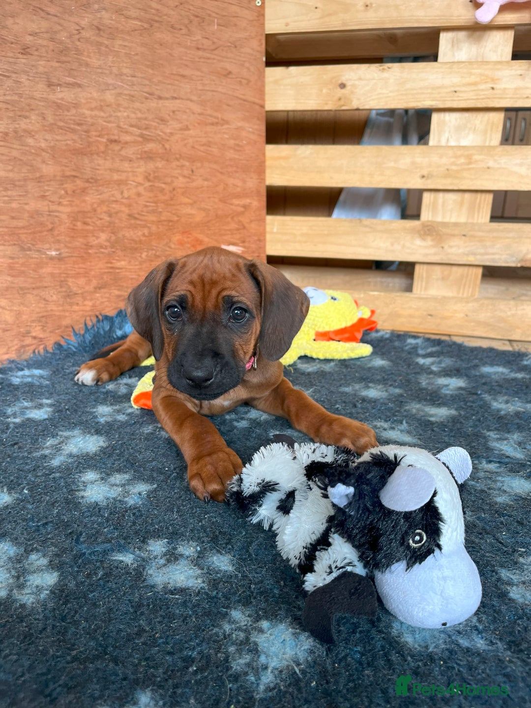 Rhodesian Ridgeback dogs for sale: Ridgeback: Chunky, Large Paws and Full Ridges  in Buckley - Image 15