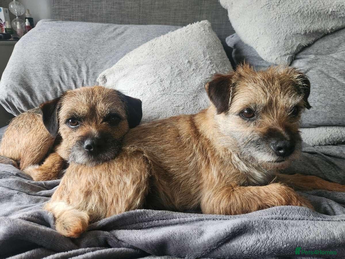 Border Terrier dogs Border Terrier Puppies - Advert 3