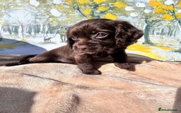 Cocker Spaniel dogs for sale: Kc Cocker spaniel puppys - Image 9