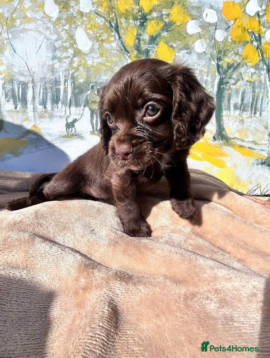 Cocker Spaniel dogs for sale: Kc Cocker spaniel puppys - Image 9