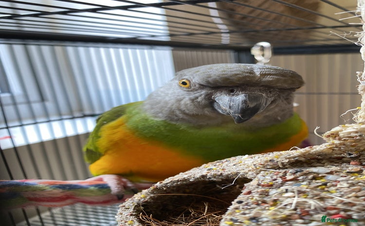 Parrots birds - Advert 2