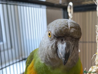 Parrots birds for sale - Advert 1