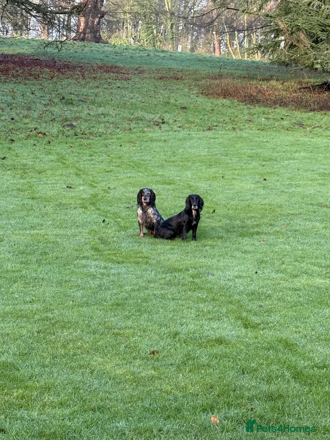 Cocker Spaniel dogs for stud: Beautiful cocker spaniel up for stud - Advert 3