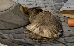 Guinea Pig rodents for sale: Beautiful Grey and white long haired Storm. - Advert 3