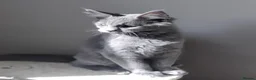 Maine Coon cats for sale: Maine coon kitten black smoke, grey-blue, tortoise - Advert 8