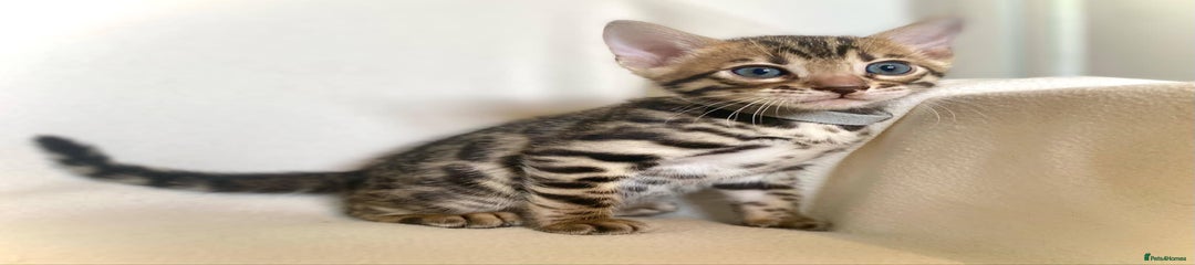 Bengal Kitten 2 SOLD