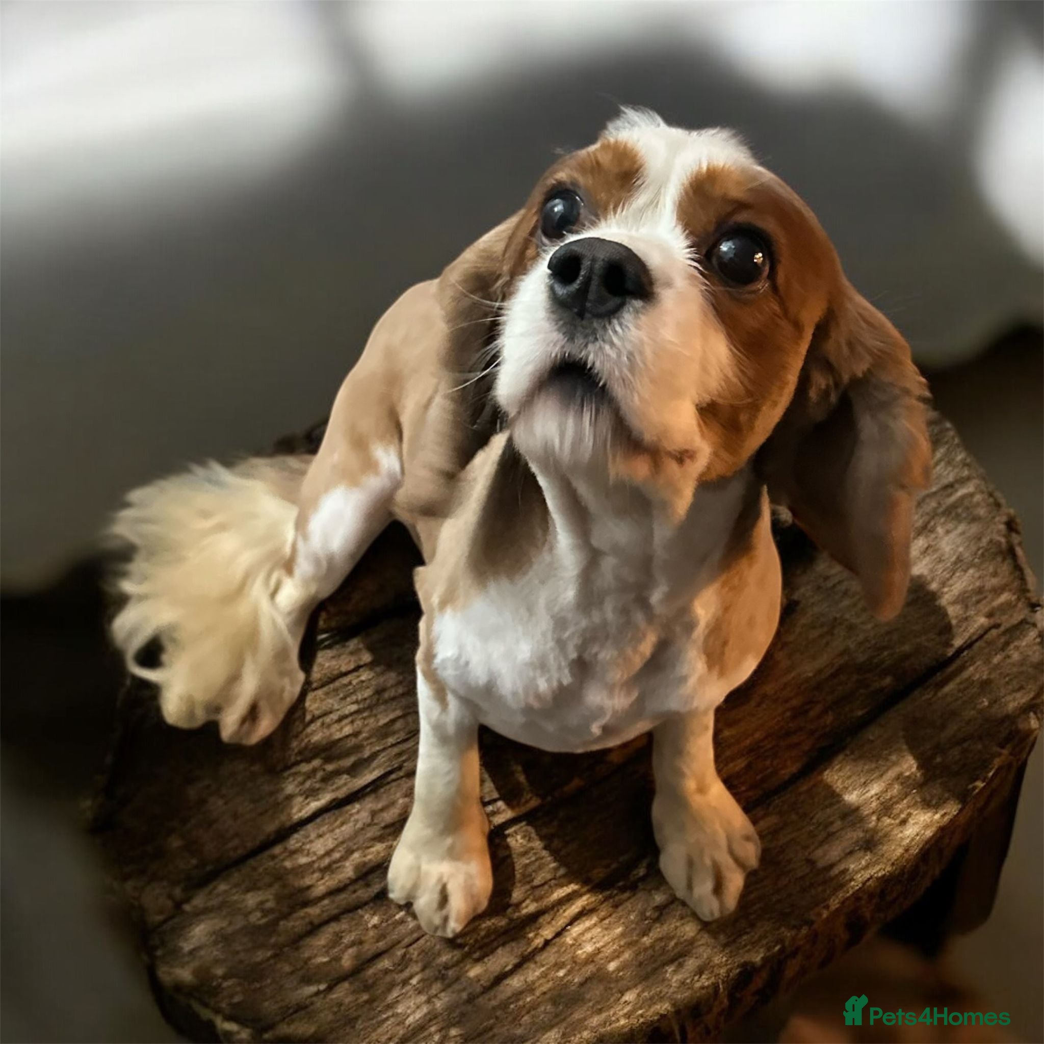 Cavalier King Charles Spaniel dogs cavalier king charles STUD ONLY  - Advert 3