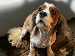 Cavalier King Charles Spaniel dogs cavalier king charles STUD ONLY - Advert 3