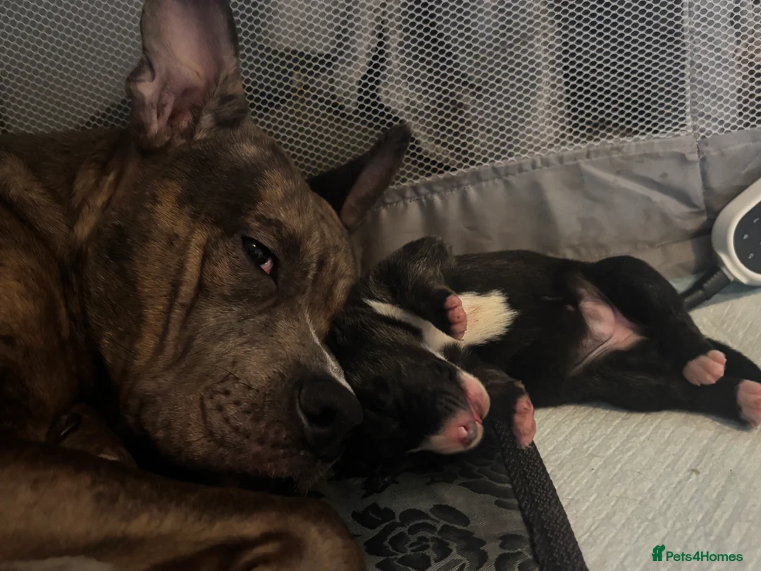 Mixed Breed dogs for sale: Beautiful staff x gsd puppies - Advert 17