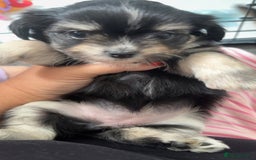 Mixed Breed dogs for sale: Tini Malchi puppies  - Image 37