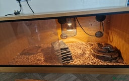 Python Snake reptiles for sale: Ball python - Image 2