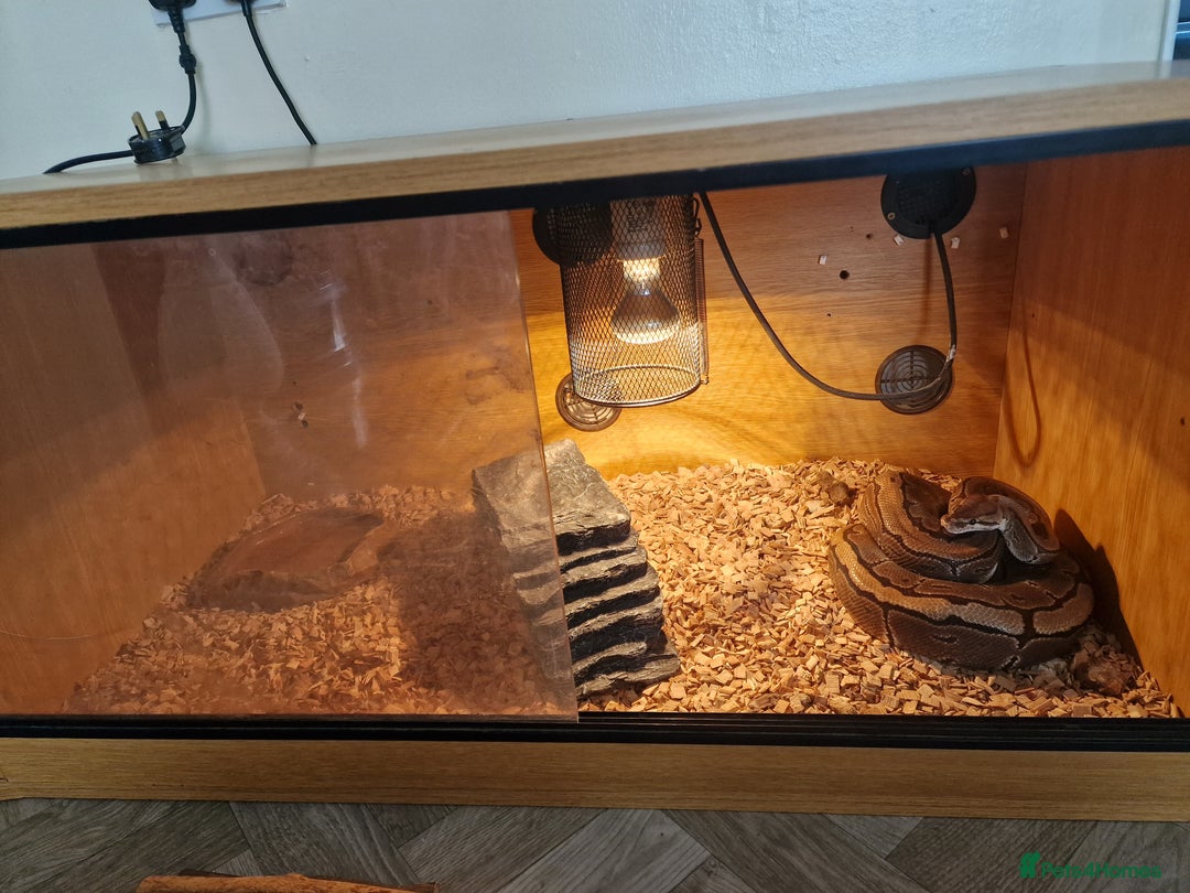 Python Snake reptiles for sale: Ball python - Image 2