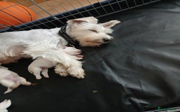 Miniature Schnauzer dogs for sale: Adorable white schnauzer puppies- ready soon! - Image 7