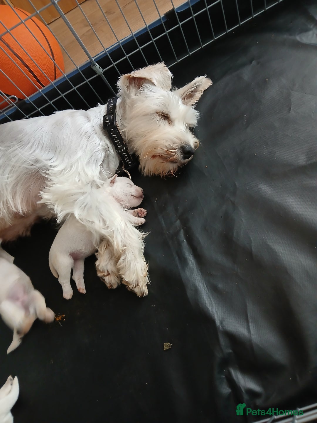 Miniature Schnauzer dogs for sale: Adorable white schnauzer puppies- ready soon! - Image 7