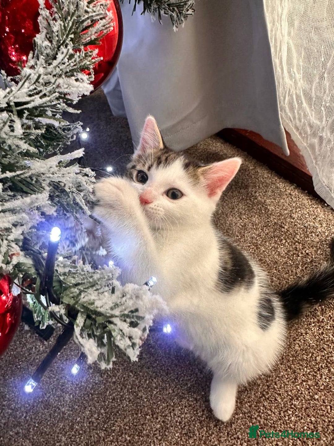 Mixed Breed cats for sale: Kittens for sale  - Advert 3