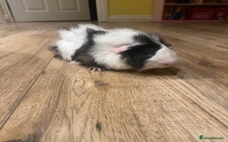 Guinea Pig rodents for sale: Two beautiful boys for sale - Image 1