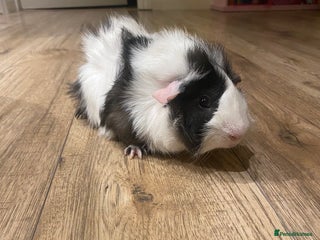 Guinea Pig rodents - Advert 1