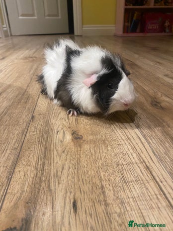 Guinea Pig rodents - Advert 1