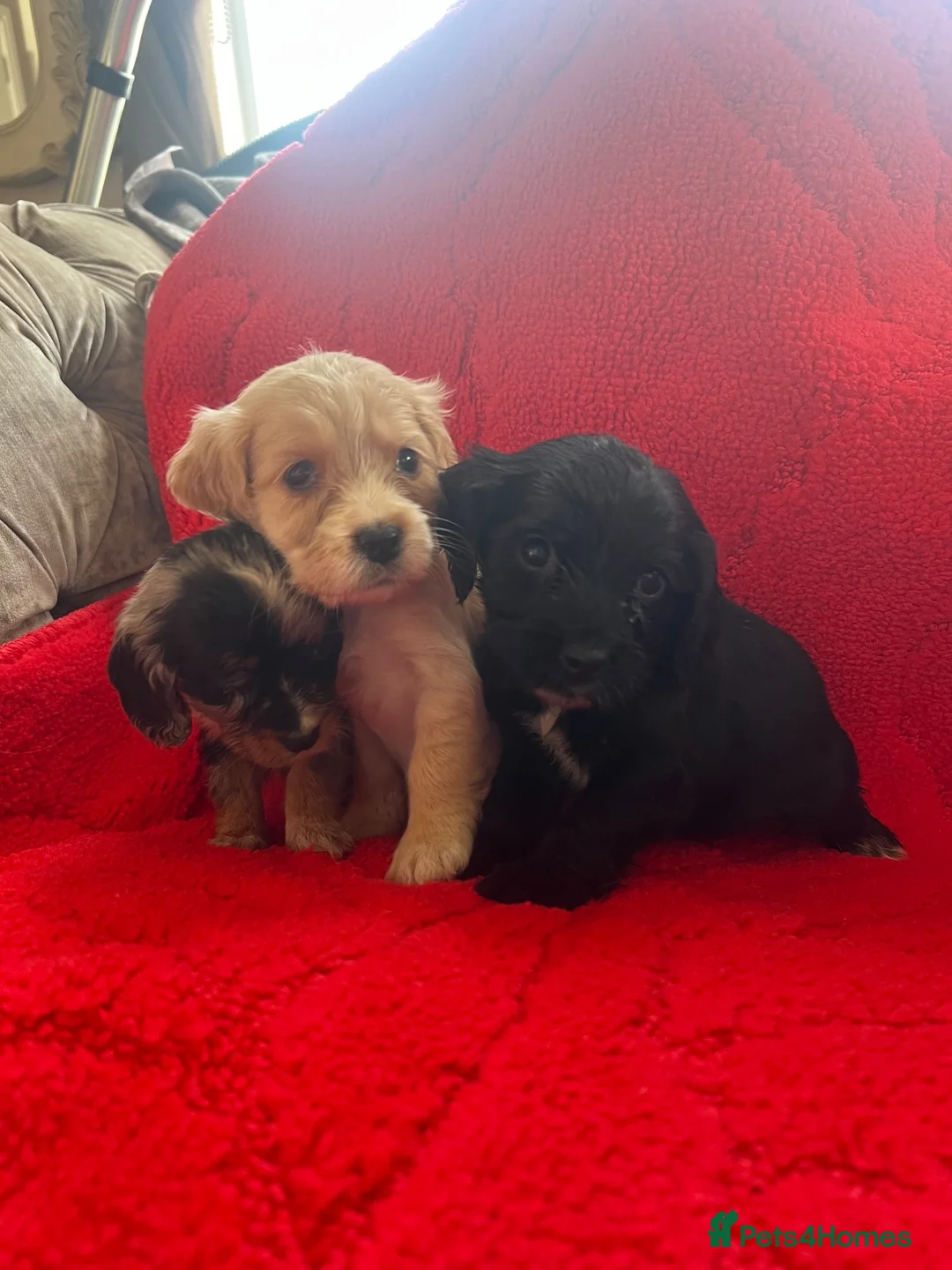 Cocker Spaniel dogs for sale: Beautiful litter of F1 cocker spaniels - Advert 2