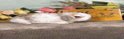 Mini Lop rabbits for sale: Lovely selection of *vaccinated* mini lop babies in Llandysul - Advert 22