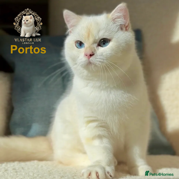 British Shorthair cats Stunning BSH Black Golden Chinchilla Colour Point - Advert 16