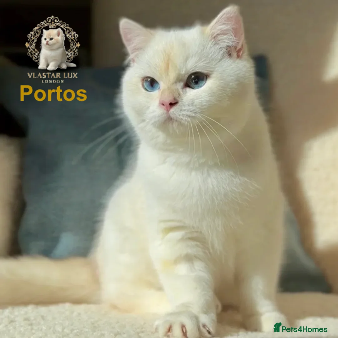 British Shorthair cats for sale: Stunning BSH Black Golden Chinchilla Colour Point - Advert 1