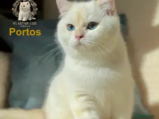 British Shorthair cats Stunning BSH Black Golden Chinchilla Colour Point - Advert 16