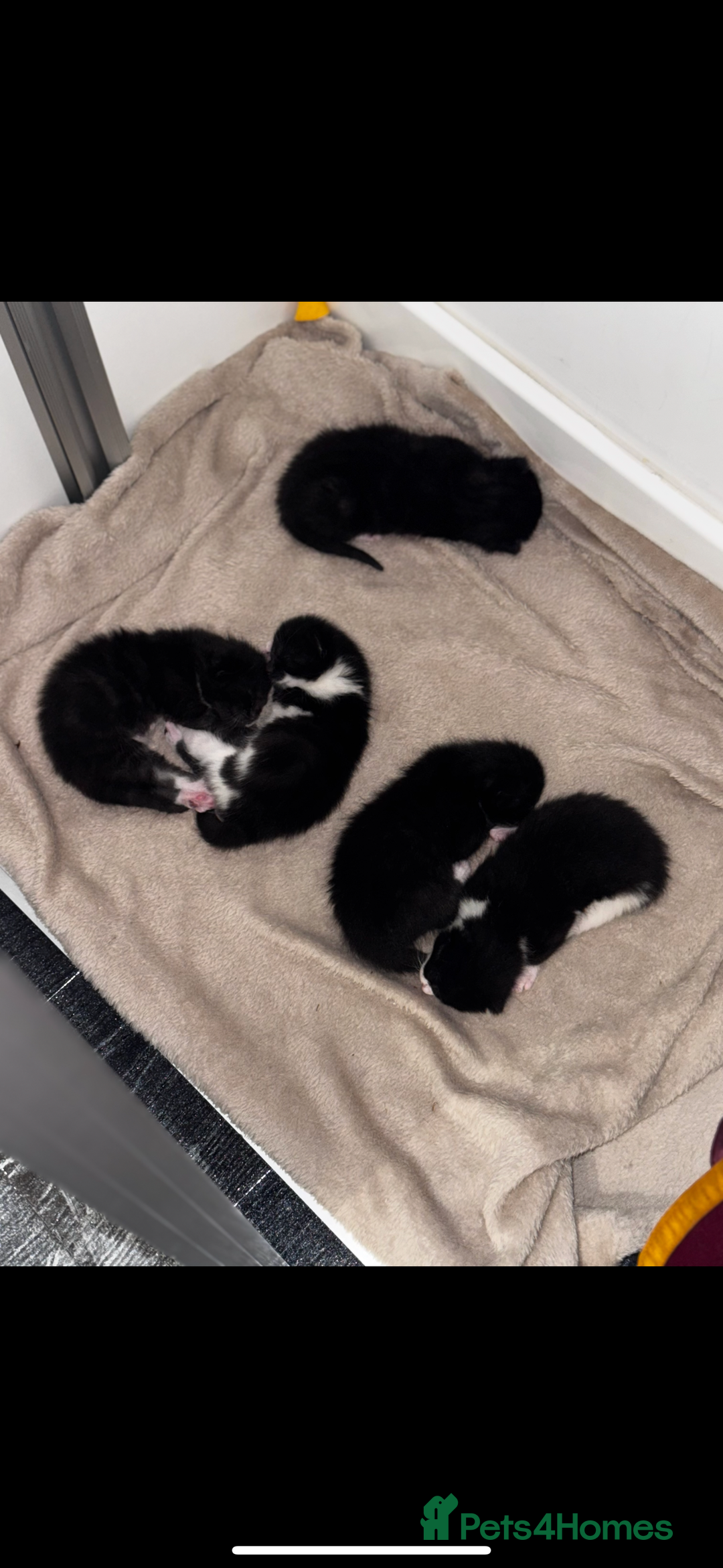Mixed Breed cats for sale: 🐾 Adorable Kittens for Sale 🐾 - Advert 5