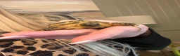 Tortoise reptiles for sale: 2 horseflied tortoises  - Advert 4