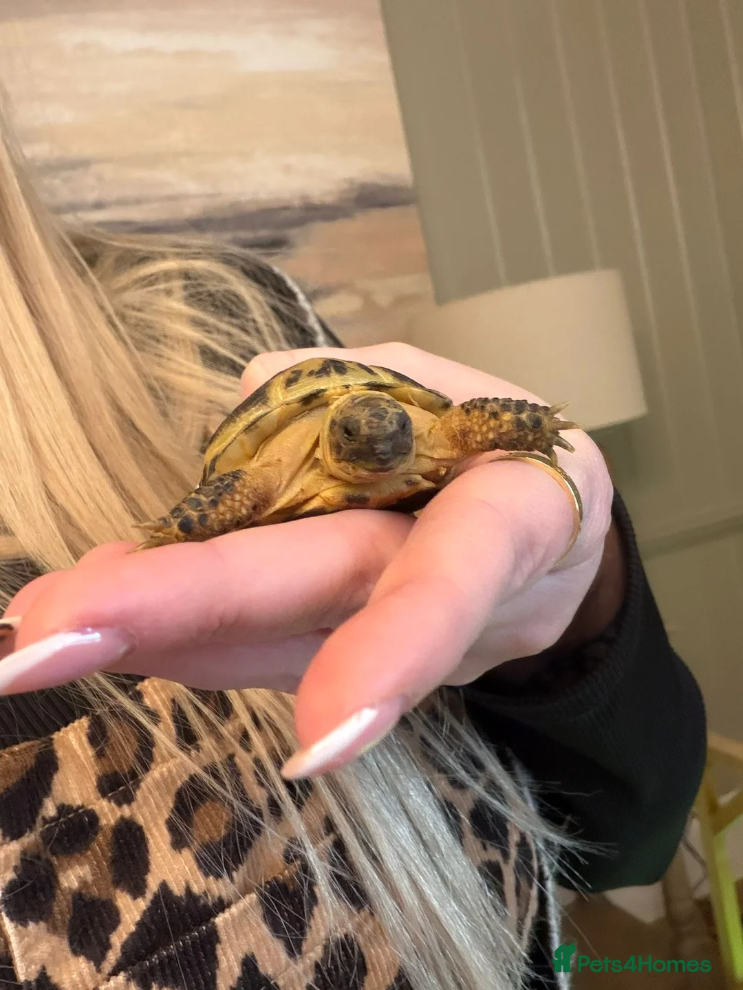 Tortoise reptiles for sale: 2 horseflied tortoises  - Advert 4