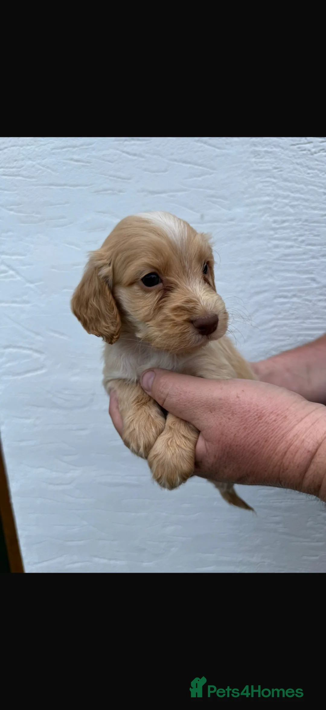 Cocker Spaniel dogs for sale: Gold cocker spaniel puppys in Gloucester - Advert 8