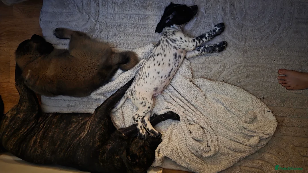 Cocker Spaniel dogs for sale: Rare colour puppies 🐶 cocker spaniel puppies  - Advert 13