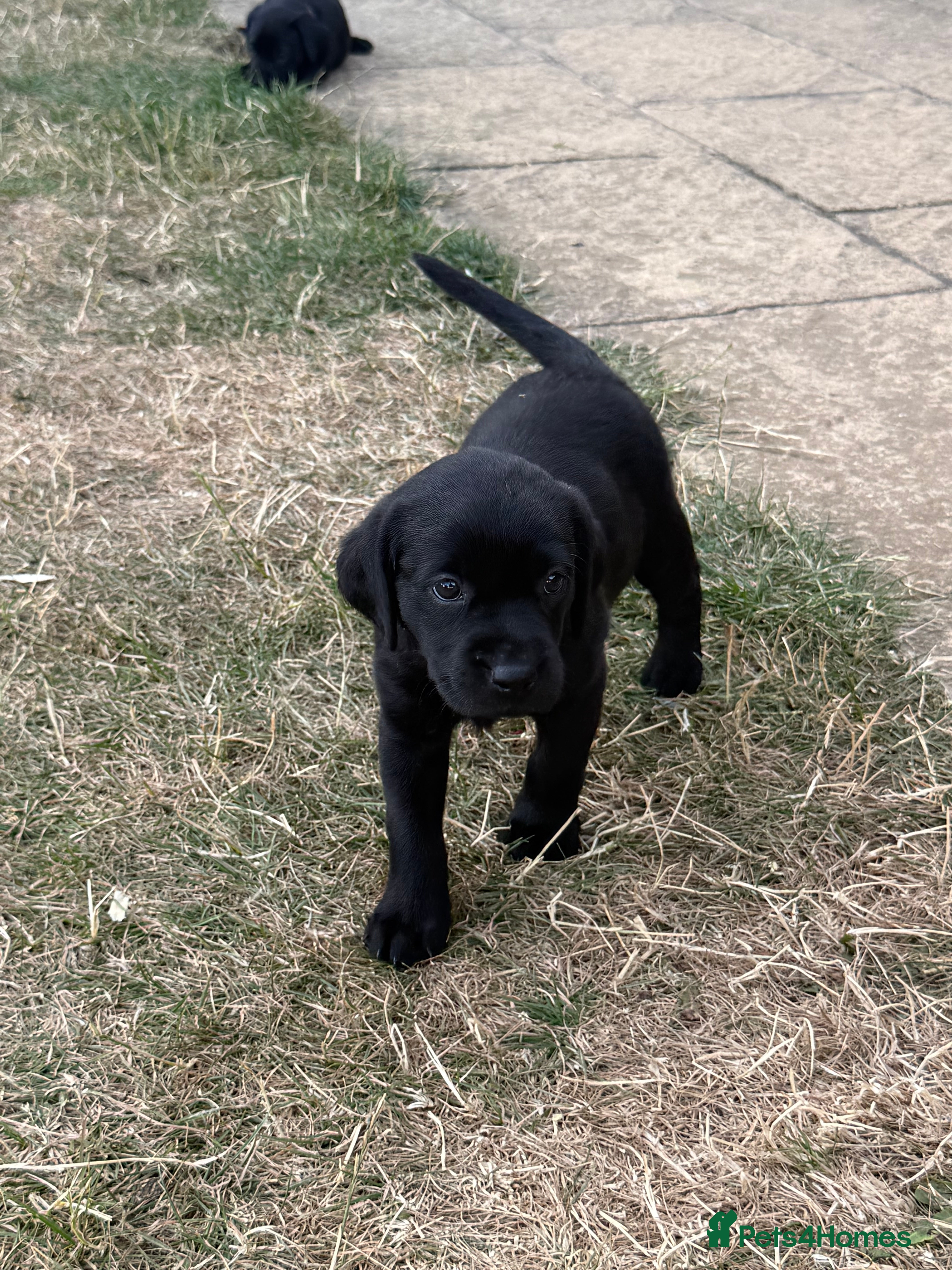 Labrador Retriever dogs Pedigree Labrador Puppies *Final puppy remaining* - Advert 2