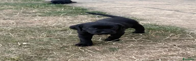 Labrador Retriever 10