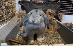 Mini Lop rabbits for sale: Adorable Mini-Lop-Cross - Image 6